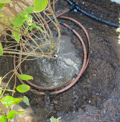 Irrigation system in garden around a hydrangea plant